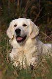 GOLDEN RETRIEVER 850